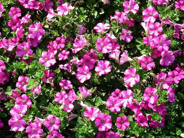 Petunia Supertunia Raspberry Blast