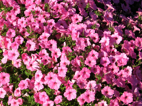 Petunia Supertunia Vista Bubblegum