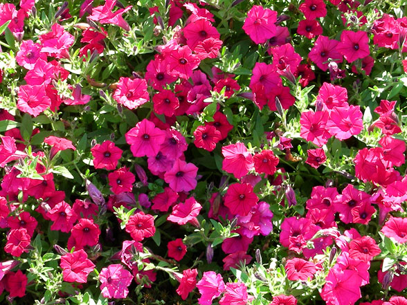 Petunia Supertunia Vista Fuchsia