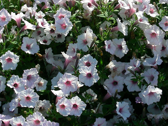 Petunia Supertunia Vista Silverberry