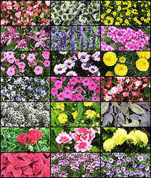 composite of best flowers from 2009 trials