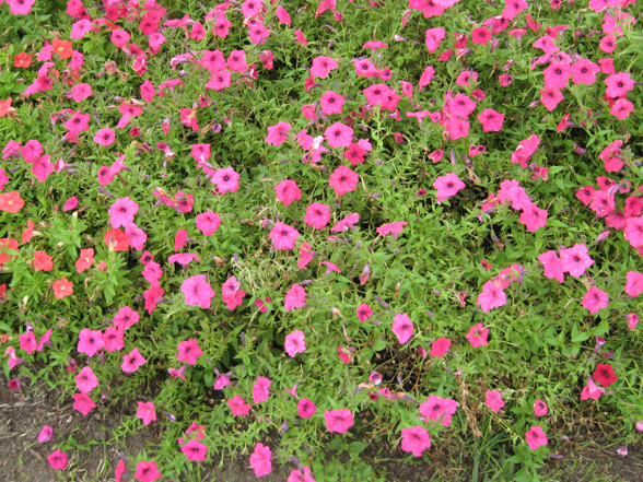 Annual Flower Trials At Bluegr Lane Horticulture Section 30 Aug A Little Botrytis Starting Still Colorful Thriving Deadhead Mounds Nicely Declining Many Flowers Nice But Not As Full