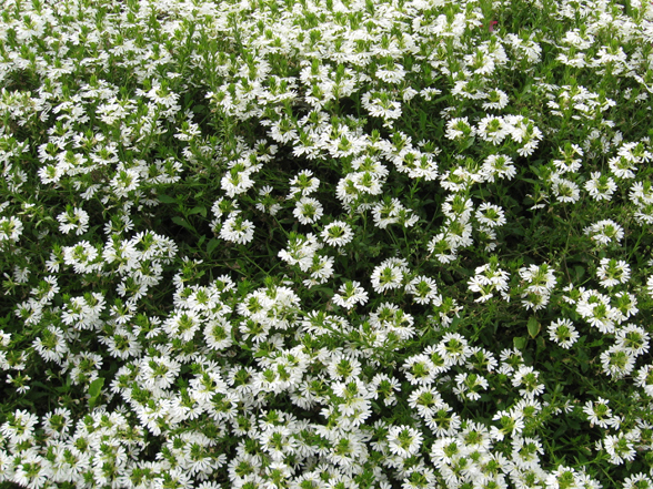 Annual Flower Trials At Bluegr Lane Horticulture Section Still A Lot Of Color Less Impact Than Dark Blue Very Nice Flowering Nicely Crisp Erect Great Coming Into Its Own Good White For This Late