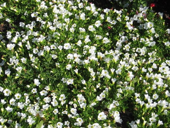 Annual Flower Trials At Bluegr Lane Horticulture Section 15 July Full Of Color A Nice White Lots Flowers Forms Mat Low Growing Contrast With Foliage