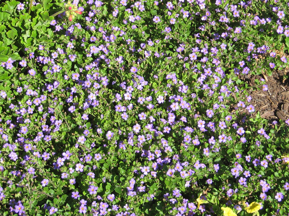 Annual Flower Trials At Bluegr Lane Horticulture Section 15 July Attracts A Lot Of Bees Not Really Blue Great Leaf Color Nice Shape And Habit Flowers Are Bit Small Uniform Good Ground Cover