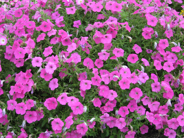 Annual Flower Trials At Bluegr Lane Horticulture Section 30 July Hedge Like Tall Vigorous No Deadheading Needed Mive Of Color Aggressive Flowers Look Satiny Plants Not Uniform Erect Showy