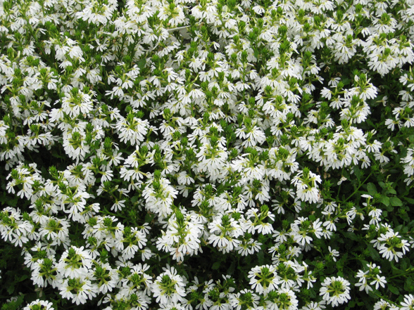 Annual Flower Trials At Bluegr Lane Horticulture Section 30 July Hedge Like Best Scaevola Full Of Flowers Habit Impressive Great If You Want White Nice In Landscape Flower And Foliage