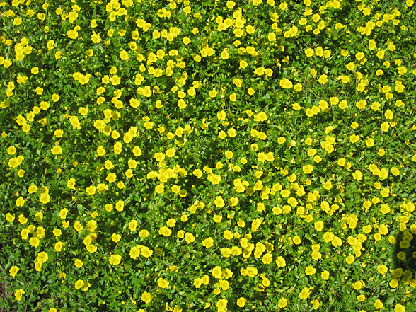 Annual Flower Trials At Bluegr Lane Horticulture Section July 30 View