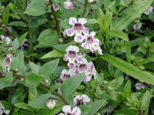 Angelonia | Angelmist | Lavender