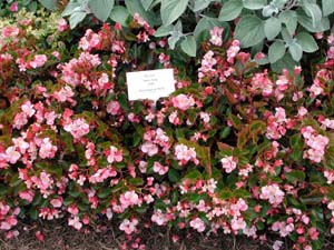 Begonia | Baby Wing | Pink