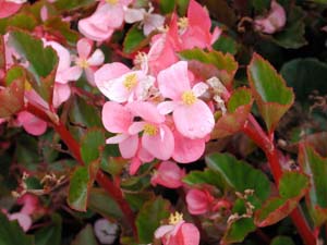 Begonia | Baby Wing | Pink