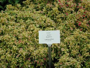 Coleus | Aurora | Raspberry