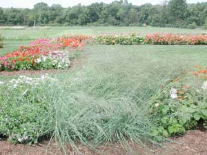 Eragrostis | Wind | Dancer