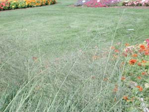 Eragrostis | Wind | Dancer