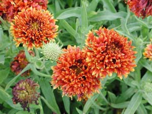 Gaillardia | Torch | Red Ember