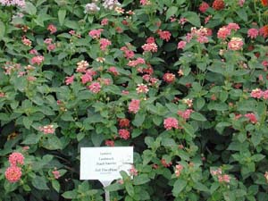 Lantana | Landmark | Peach Sunrise