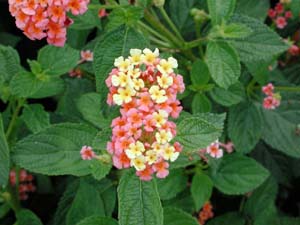 Lantana | Landmark | Peach Sunrise