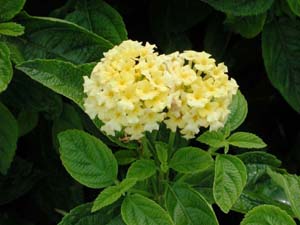 Lantana | Lucky | Yellow