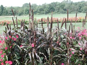 Pennisetum | Purple Majesty