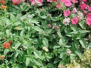 Pentas | Butterfly | Bush