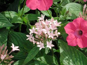 Pentas | Butterfly | Bush