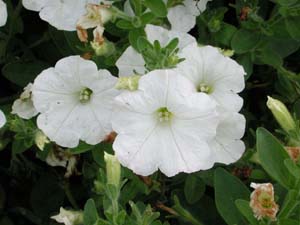 Petunia | Easy Wave | White