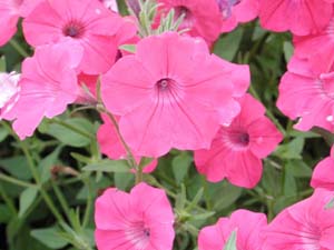 Petunia | Tidal Wave | Hot Pink