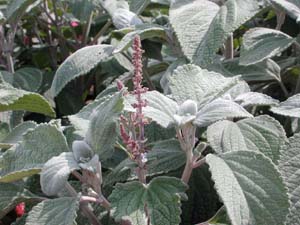 Plectranthus | Silver Shield