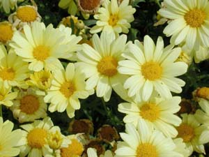 Argyanthemum | Sunlight