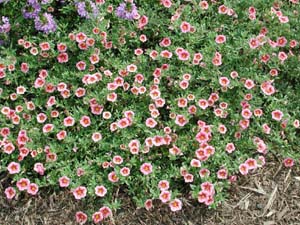 Calibrachoa | Colorburst | Cat's Eye Red