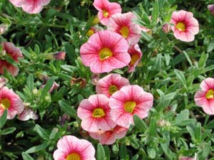 Calibrachoa | Colorburst | Cat's Eye Red