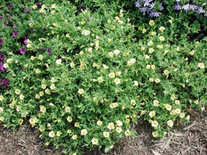 Calibrachoa | Colorburst | Trailing Canary