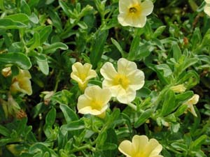 Calibrachoa | Colorburst | Trailing Canary