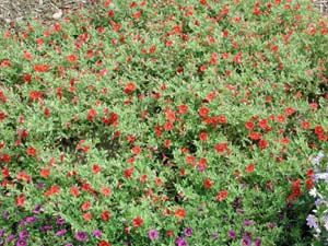 Calibrachoa | Trailing | Electric Red