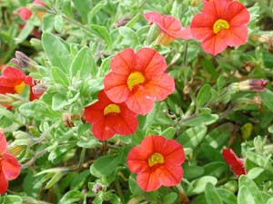 Calibrachoa | Trailing | Electric Red