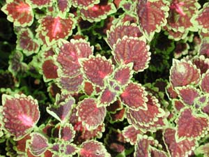 Coleus | Midnight Train