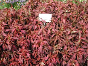 Coleus | Rose Explosion