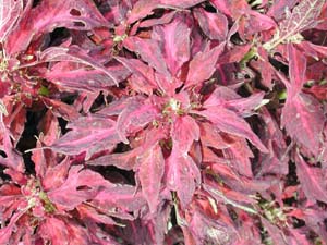 Coleus | Rose Explosion