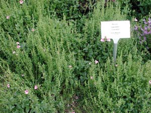 Diascia | Sunchimes | Lavender