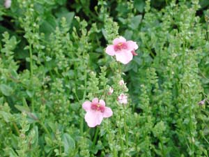 Diascia | Sunchimes | Lavender