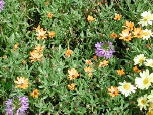 Osteospermum | Crescendo | Orange