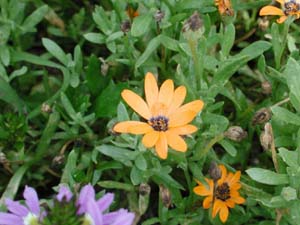 Osteospermum | Crescendo | Orange