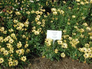 Osteospermum | Crescendo | Yellow