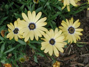 Osteospermum | Crescendo | Yellow