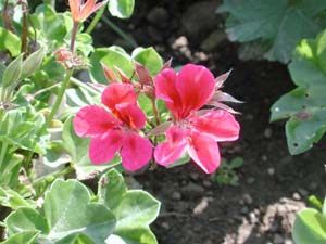 Pelargonium | Tutti Frutti