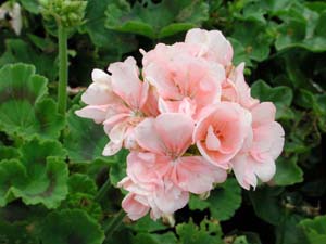 Pelargonium | Dolce Vita 2004