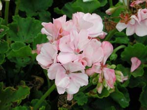 Pelargonium | Flamingo