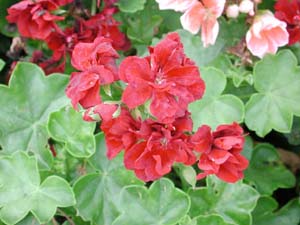 Pelargonium | Holiday | Ruby Dream