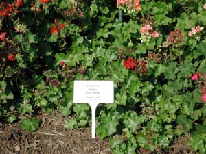 Pelargonium | Holiday | Ruby Dream