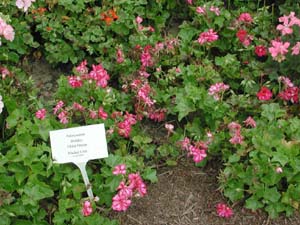 Pelargonium | Holiday | Violet Dream